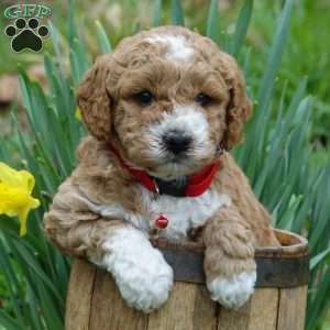 Asher, Mini Labradoodle Puppy